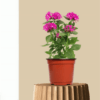 Pentas Dwarf Pink Plant