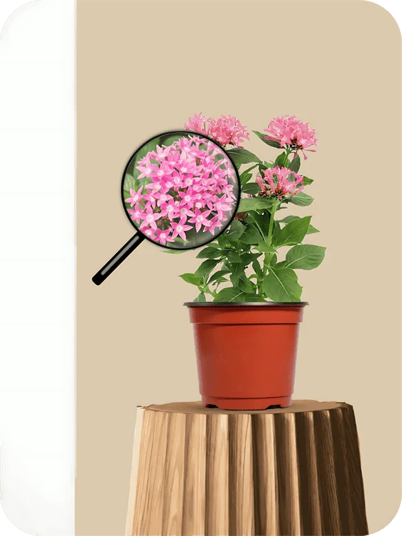 Pentas Dwarf Light-Pink Plant | 1 579