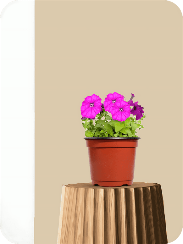 Petunia Pink Plant 1 Petunia Pink Plant