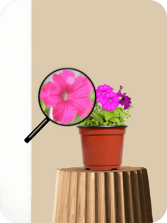 Petunia Pink Plant 3 Petunia Pink Plant - Image 3