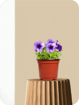 Petunia Purple Plant