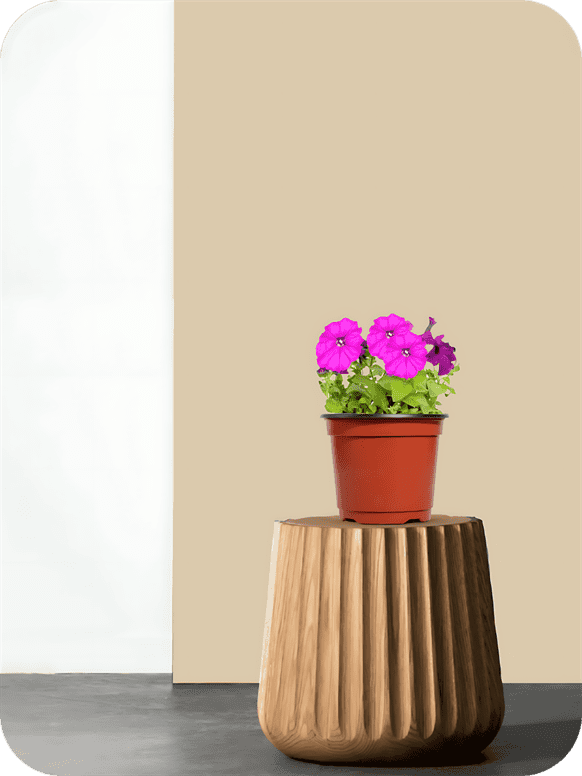 Petunia Pink Plant 2 Petunia Pink Plant - Image 2