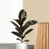 Rubber Plant