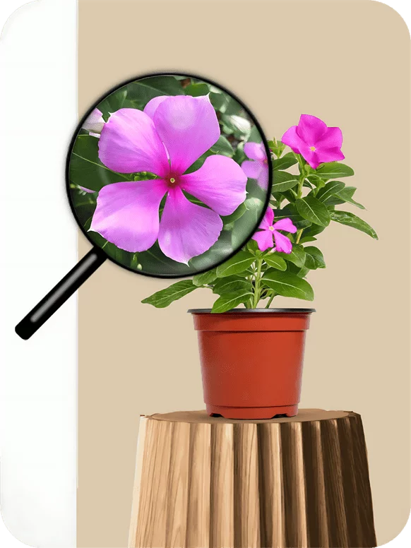 Sadabahar Dwarf Pink Plant | 1 655