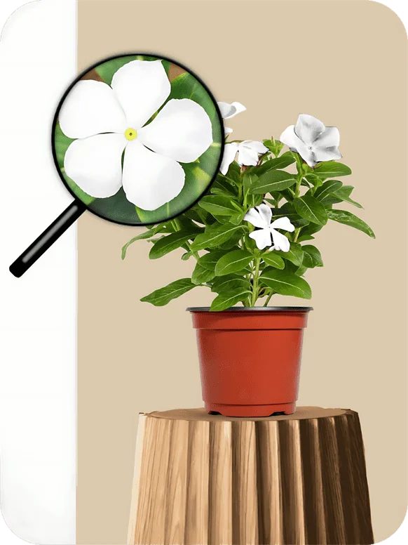 Sadabahar Dwarf White Plant | 1 657