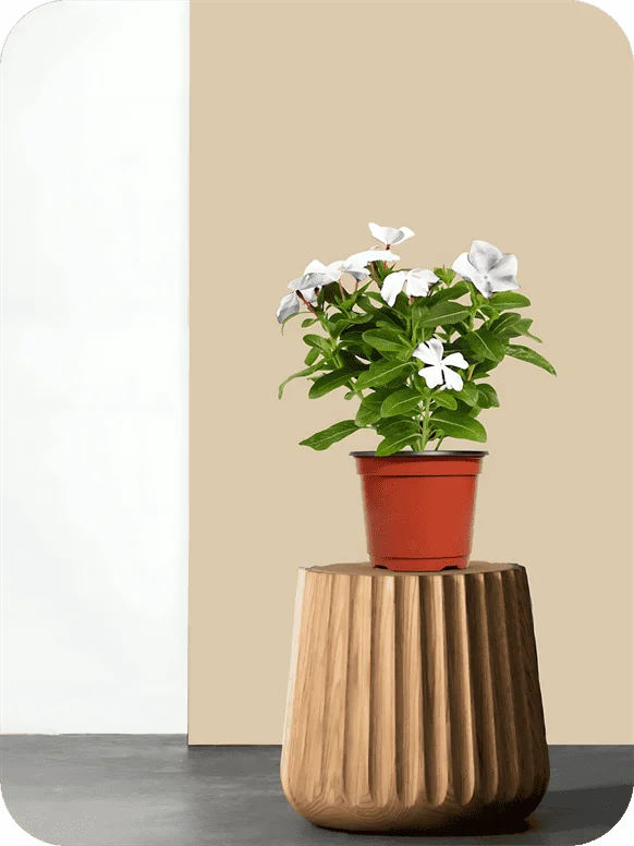 Sadabahar Dwarf White Plant | 1 660