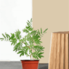 Shami Plant