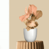 Syngonium Plant - Pink
