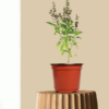 Sweet Basil Plant