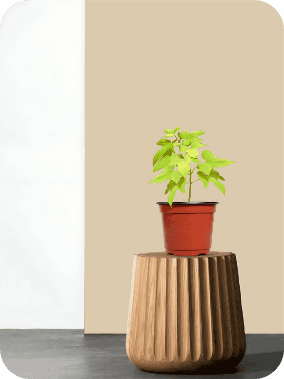 Green Sweet Potato Vine 2 Green Sweet Potato Vine - Image 2