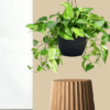 Green Money Plant - Hanging