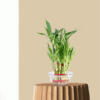 2 layer Lucky Bamboo Plant