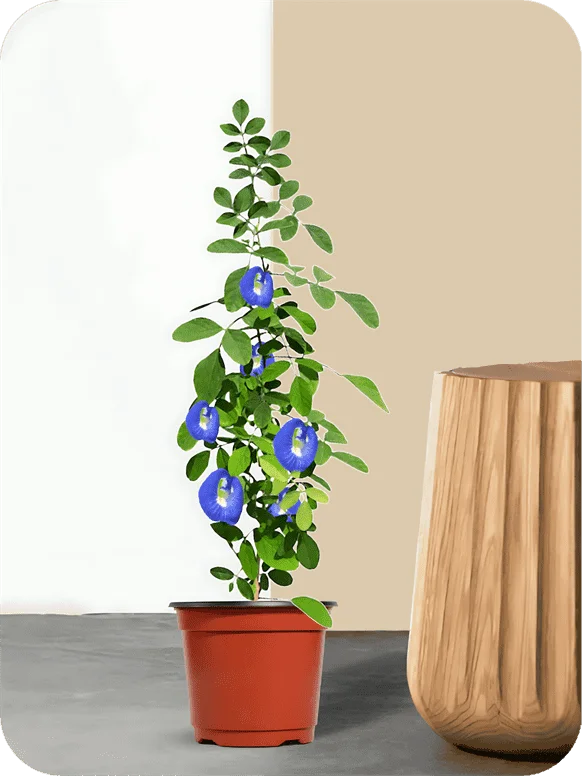 Aparajita Plant | 1 80
