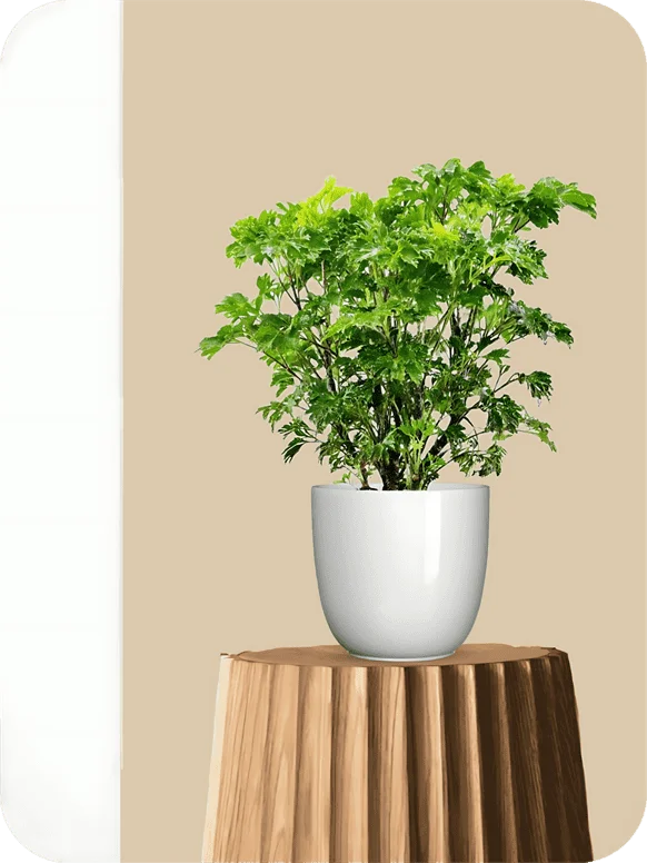 Aralia Green Plant | 1 86