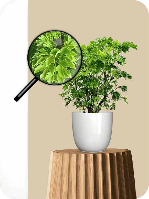 Aralia Green Plant | 1 87