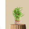 3 layer Lucky Bamboo Plant