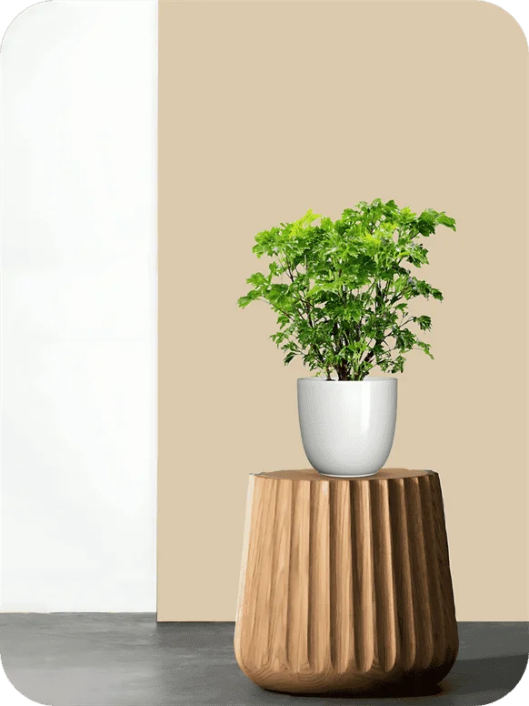 Aralia Green Plant | 1 90