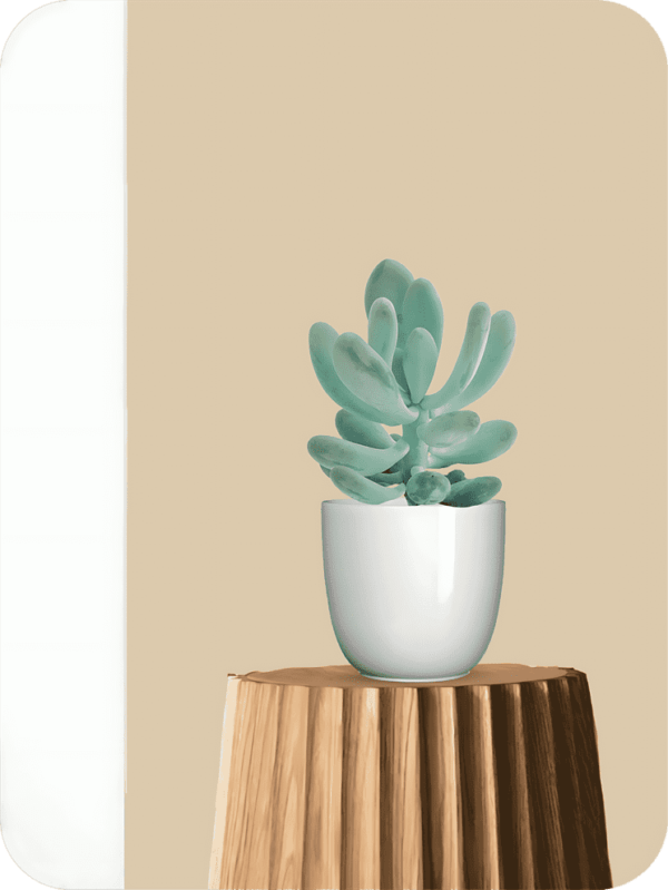 Moonstone Succulent | Picsart 24 08 05 17 53 55 969