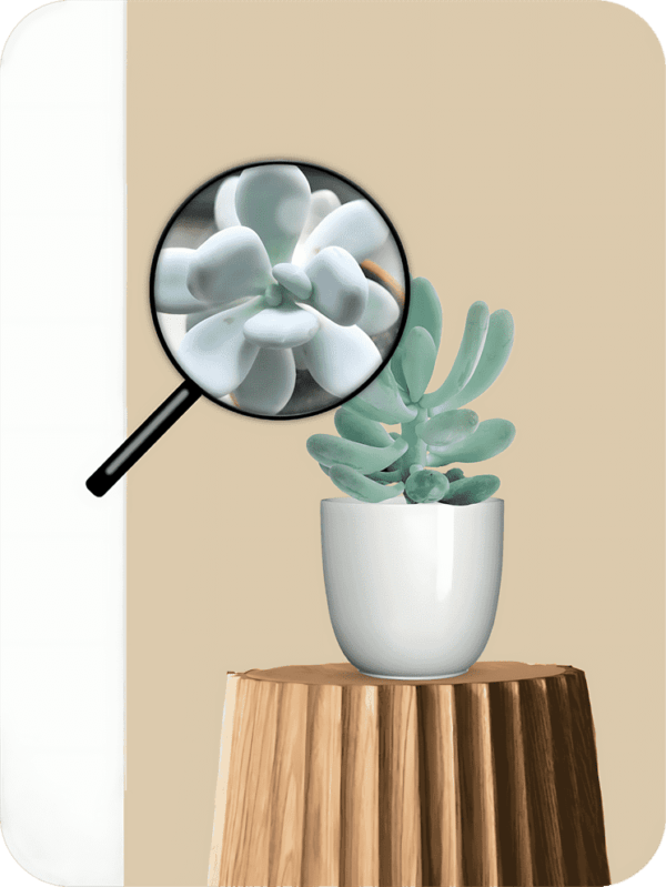 Moonstone Succulent | Picsart 24 08 05 17 55 56 921