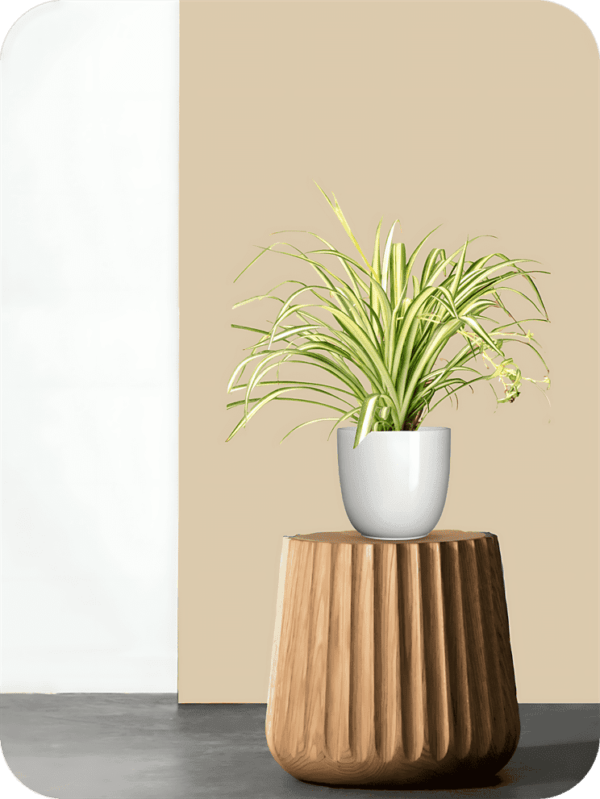 Spider Plant | Picsart 24 08 05 20 48 38 673