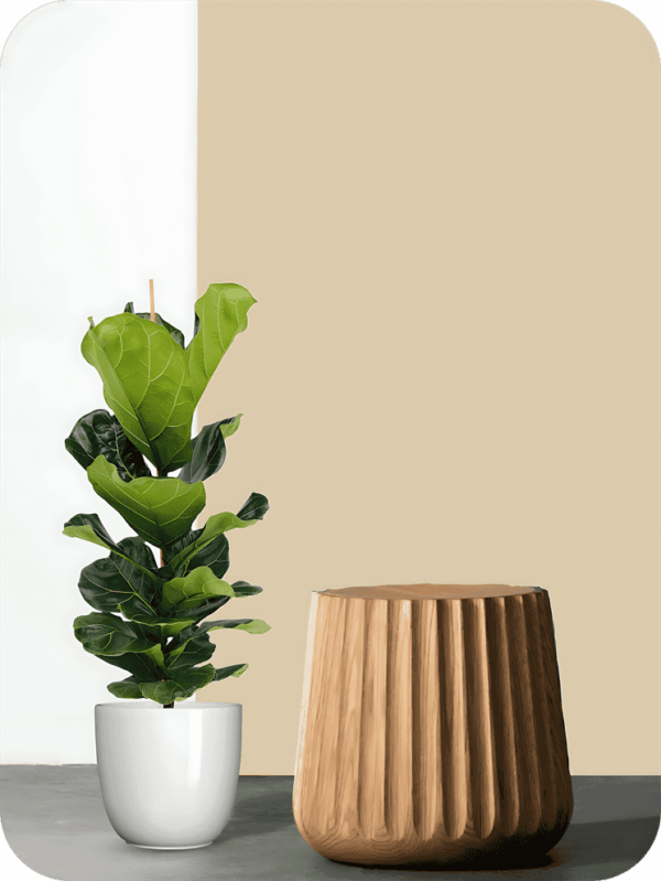 Fiddle Leaf Fig Plant | Picsart 24 08 05 22 35 12 018