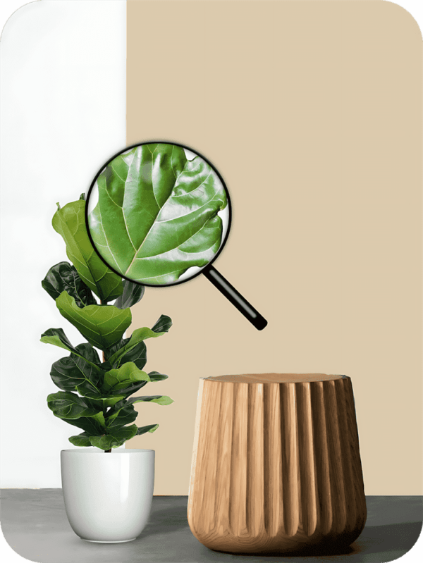 Fiddle Leaf Fig Plant | Picsart 24 08 05 22 37 01 199