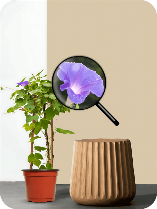 Morning Glory Purple Plant | Picsart 24 08 06 00 56 07 568