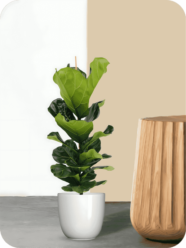 Fiddle Leaf Fig Plant | Picsart 24 08 06 01 31 21 171