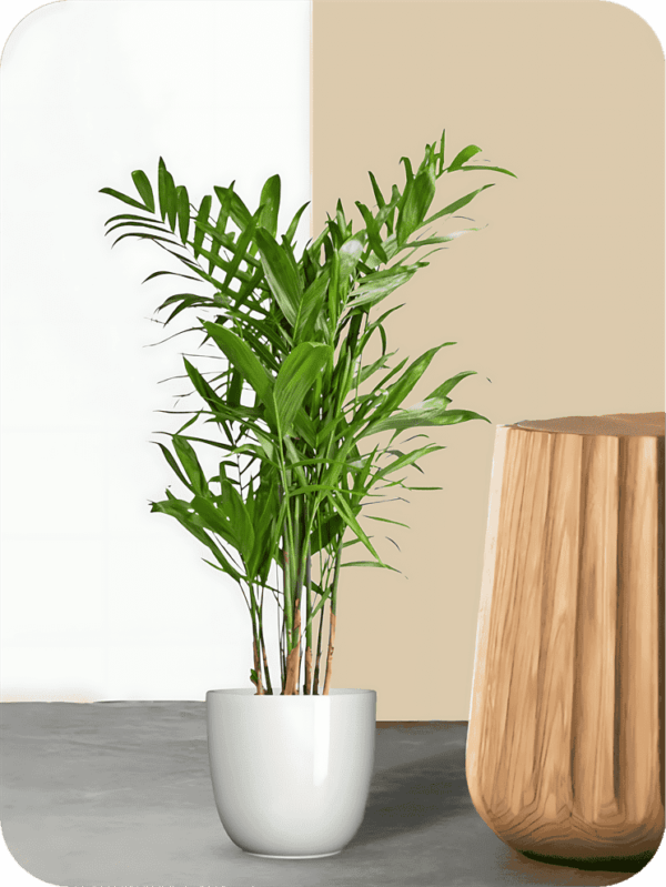 Chamaedorea Palm Plant | Picsart 24 08 06 01 33 08 733