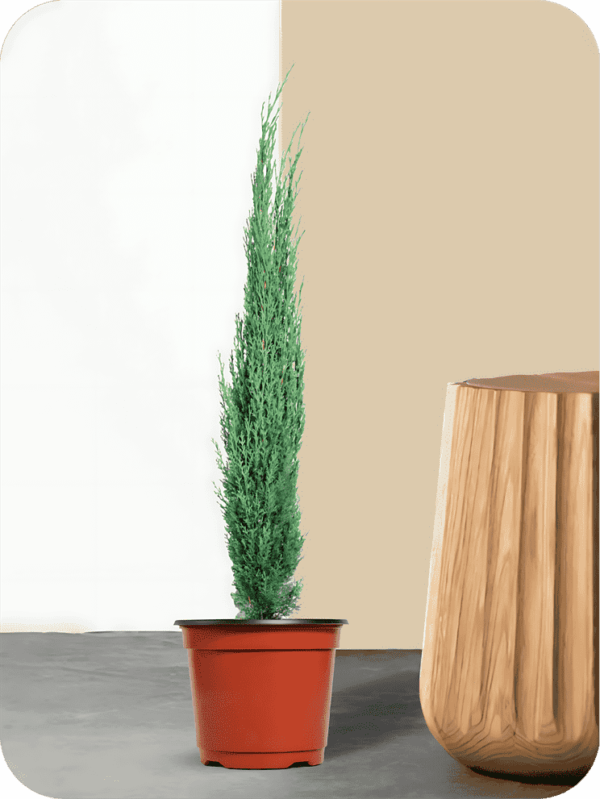 Pencil Pine Plant | Picsart 24 08 06 01 41 38 559