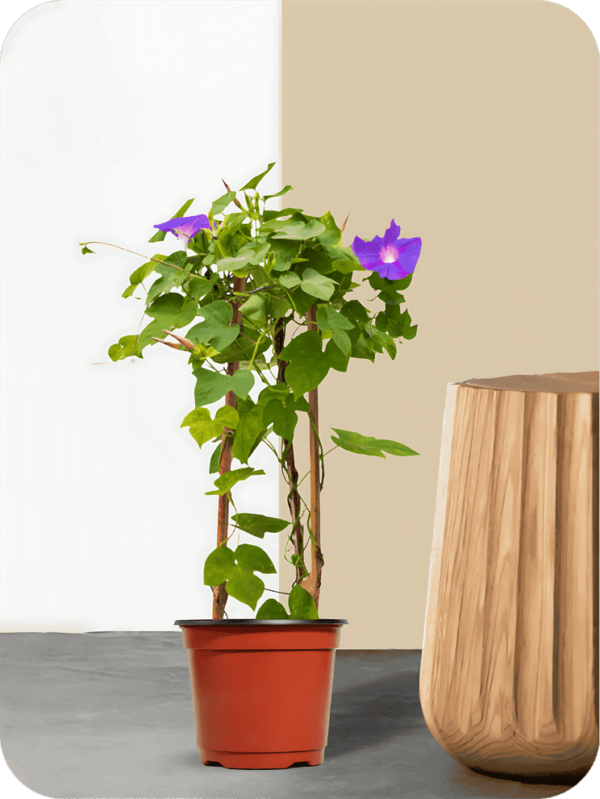 Morning Glory Purple Plant | Picsart 24 08 06 01 42 43 979