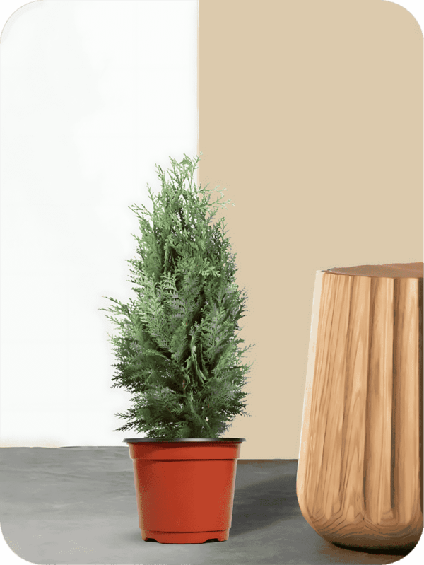 Cypress Plant | Picsart 24 08 06 01 43 34 512