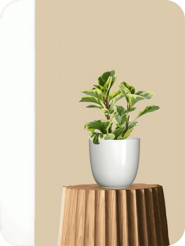 Peperomia Variegated Plant