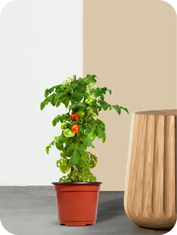 Tomato Plant