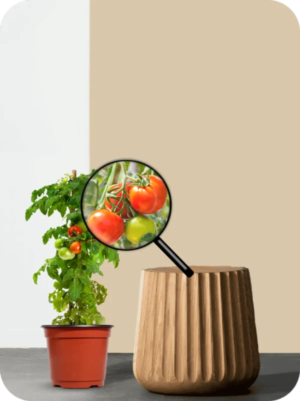 Tomato Plant - Image 3