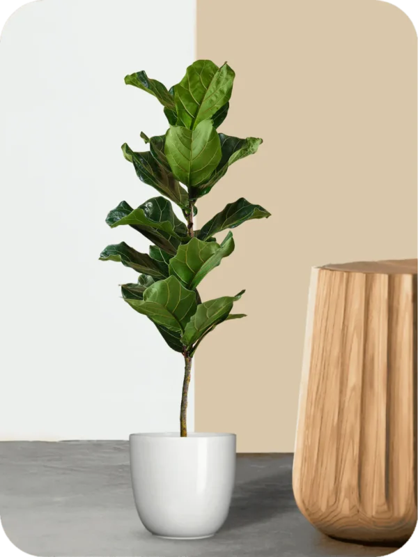 Fiddle Leaf Fig Plant