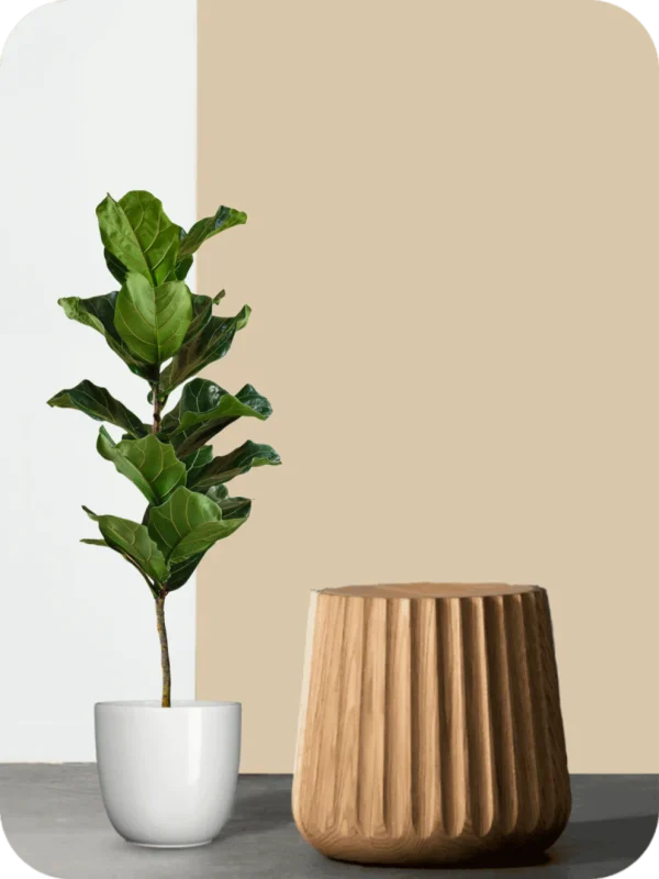 Fiddle Leaf Fig Plant - Image 2