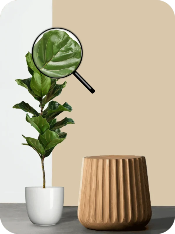 Fiddle Leaf Fig Plant - Image 3