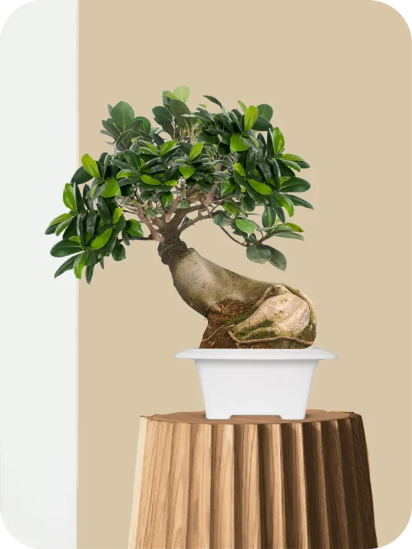 Ficus Bonsai Plant - Leaning Arc