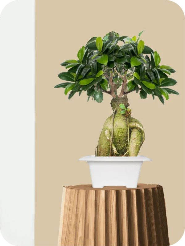 Ficus Bonsai Plant - Ancient Orb