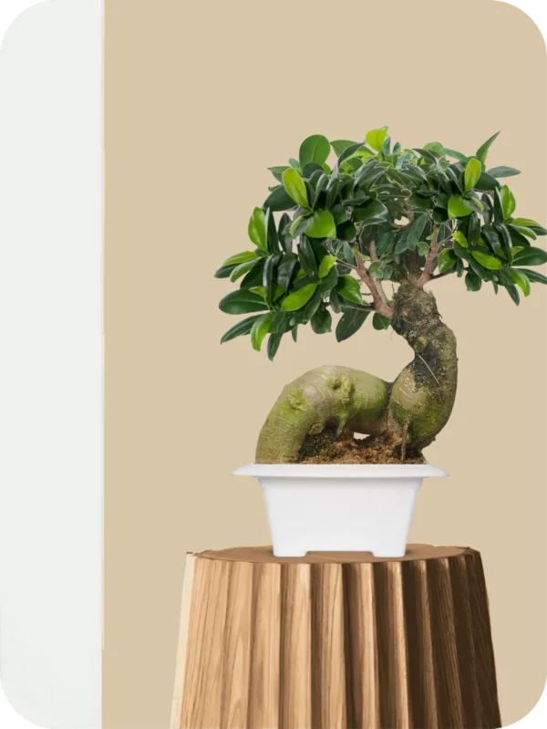 Ficus Bonsai Plant - Sculpted Flow