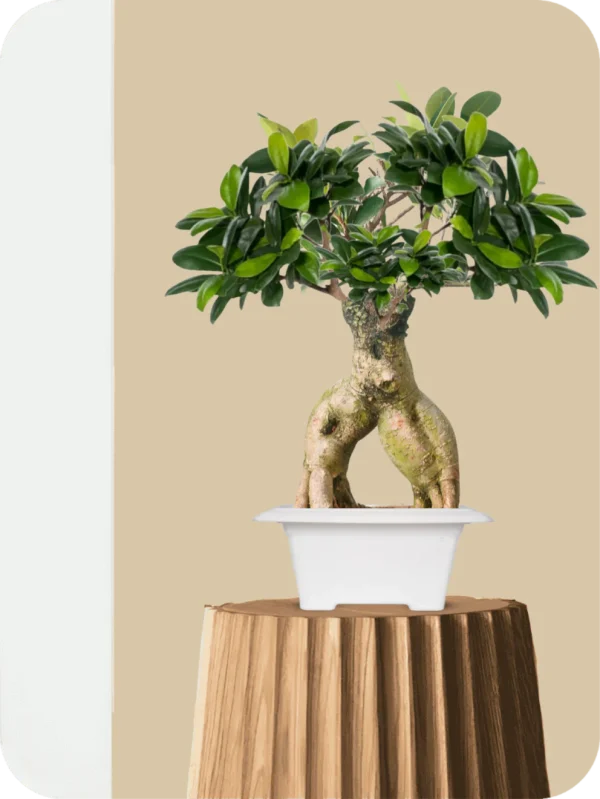 Ficus Bonsai Plant - Twin Unity