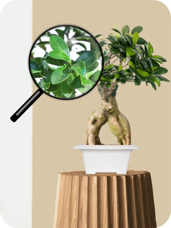 Ficus Bonsai Plant - Twin Unity - Image 3