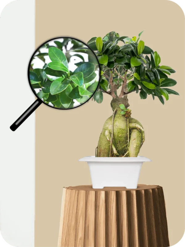 Ficus Bonsai Plant - Ancient Orb - Image 3