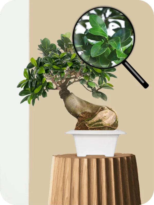 Ficus Bonsai Plant - Leaning Arc - Image 3