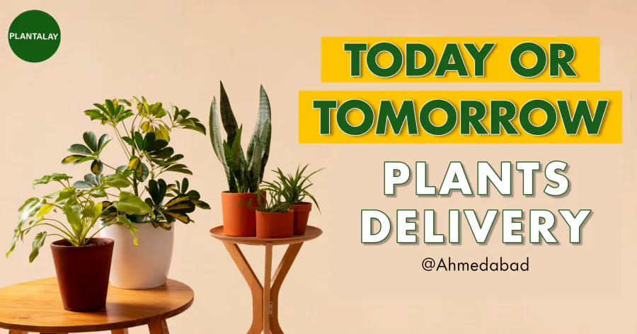 SAME DAY DELIVERY