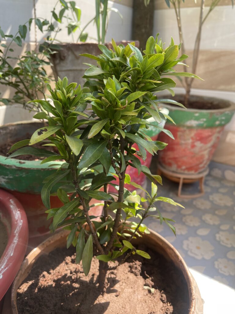 Image #1 from Vaibhavi Trivedi