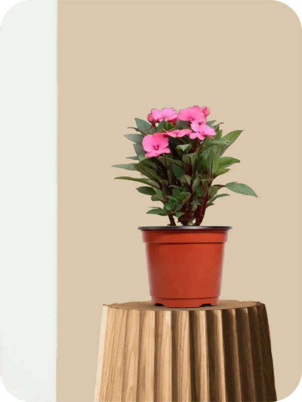Impatiens Hawkeri Plant