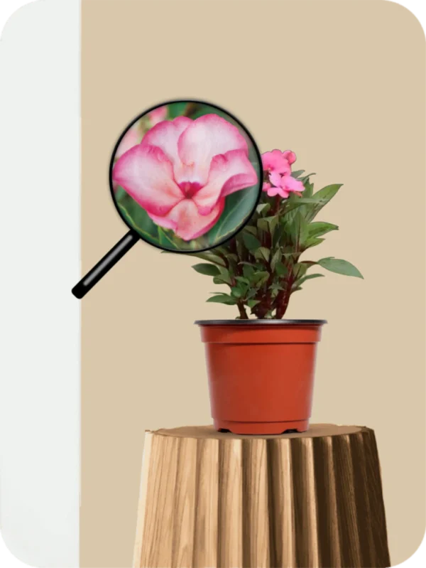 Impatiens Hawkeri Plant - Image 3