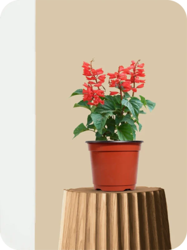 Scarlet Saga Plant